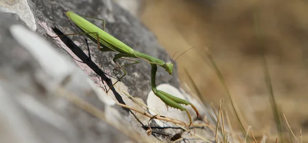 European Mantis — Stock Photo, Image