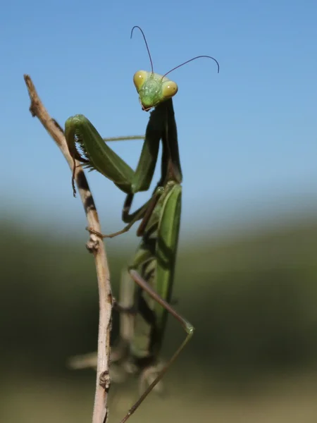 Avrupa mantis