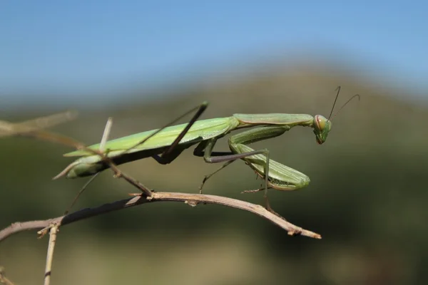 Avrupa mantis
