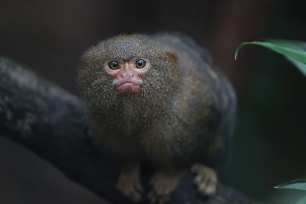 Pygmy marmosett — Stock Photo, Image