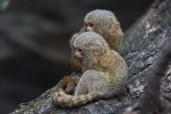 Pygmy marmosett — Stockfoto