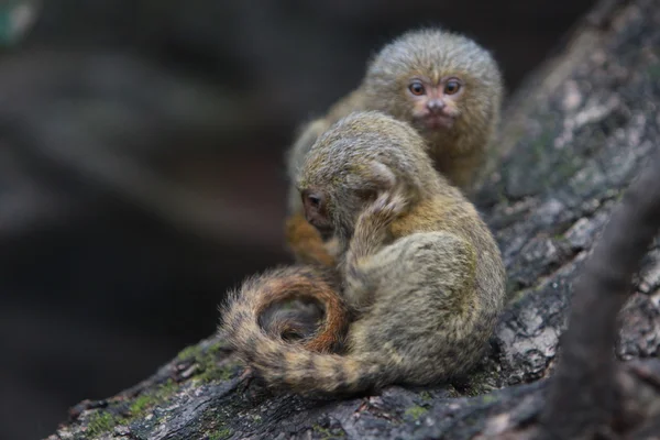 Marmota pigmeo —  Fotos de Stock