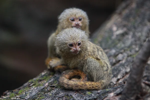 Pygmy marmosett — Stockfoto