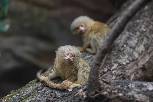 俾格米人 marmosett — 图库照片