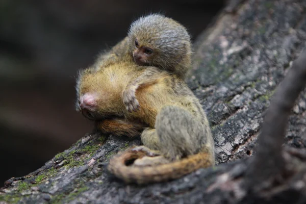 Pygmy marmosett — Stockfoto