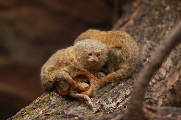 Pygmy marmosett — Stockfoto