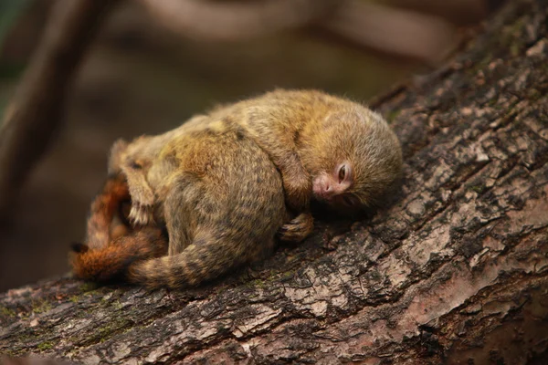 Pygmy marmosett — Stockfoto