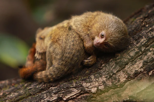 Foto de Sagüidemacaco e mais fotos de stock de Sagui - Sagui, Paraguai,  Animal selvagem - iStock