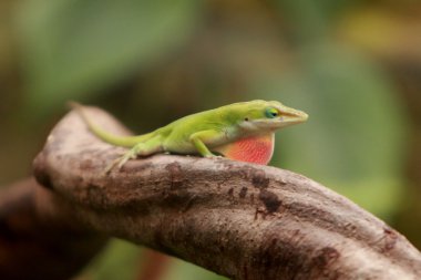 Carolina anole