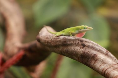 Carolina anole