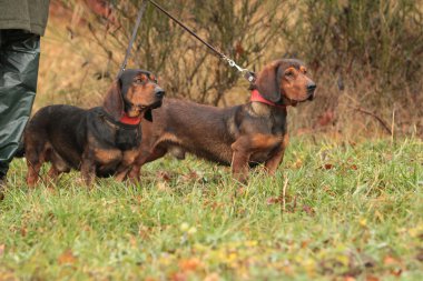 Alp dachsbracke