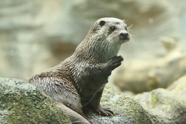 Europese otter — Stockfoto