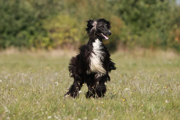 Afghan Hound — Stock Photo, Image