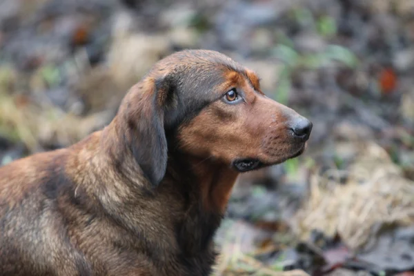 Alpina dachsbracke — Stockfoto