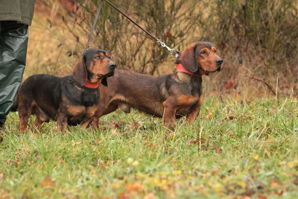 Alp dachsbracke — Stok fotoğraf