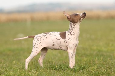 Amerikan tüysüz terrier yavrusu