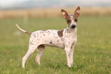 Amerikan tüysüz terrier yavrusu