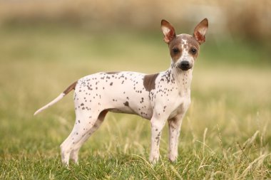 Amerikan tüysüz terrier yavrusu