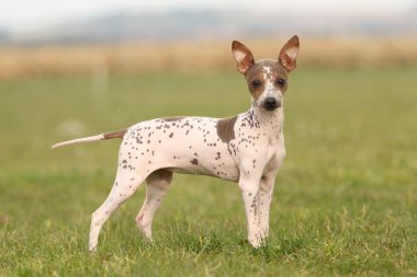 Amerikan tüysüz terrier yavrusu