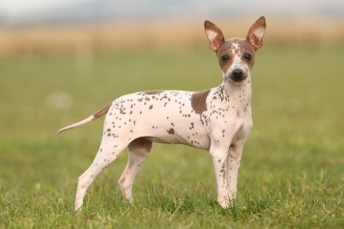 Amerikan tüysüz terrier yavrusu