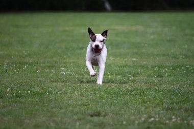 Amerikalı boğa köpek