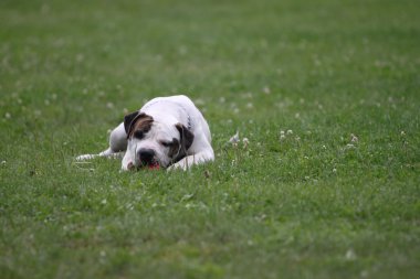 Amerikalı boğa köpek