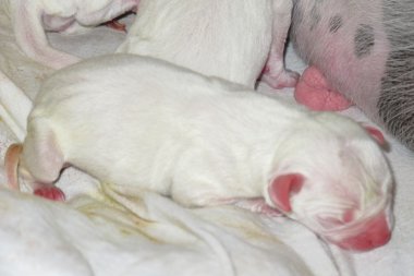 Amerikalı boğa köpek