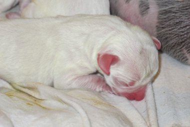 Amerikalı boğa köpek