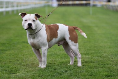 Amerikan staffordshire terrier gösterisi