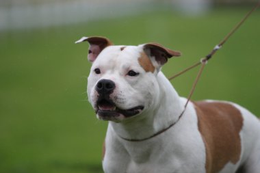 Amerikan staffordshire terrier gösterisi