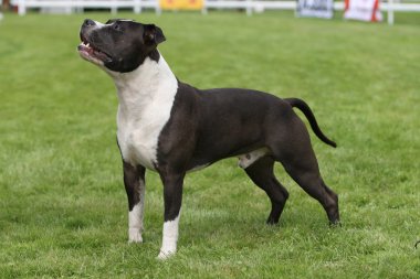 Amerikan staffordshire terrier gösterisi