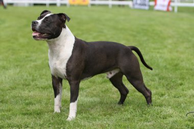 Amerikan staffordshire terrier gösterisi