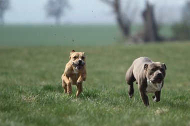 Amerikan staffordshire terrier akan