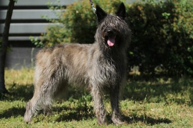 Bouvier des Ardennes