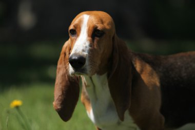 Basset artezyen normand