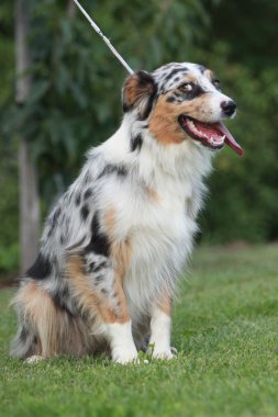 Avustralyalı çoban