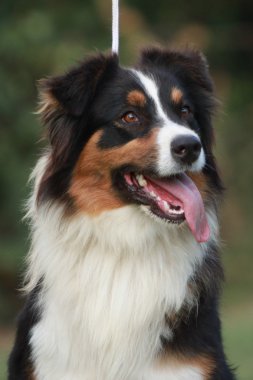 Avustralyalı çoban