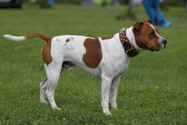 Amerikansk pitbullterrier — Stockfoto