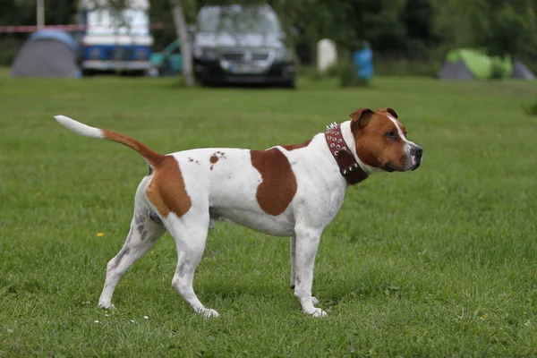 Pitbull terrier americano — Stok fotoğraf