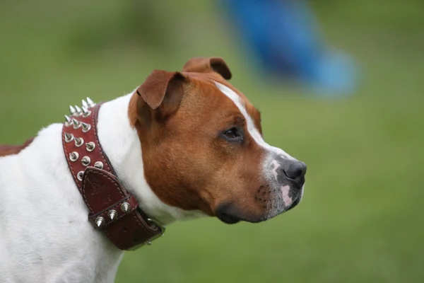 Pitbull terrier americano — Stok fotoğraf