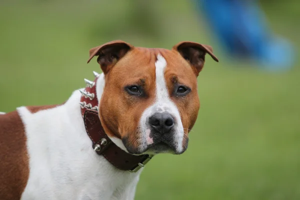 Pitbull terrier americano