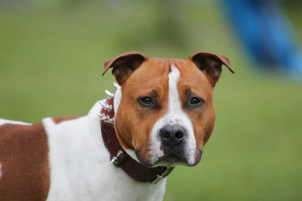 Amerykański pit bull terrier — Zdjęcie stockowe