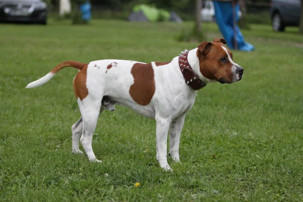 Americano pit bull terrier —  Fotos de Stock