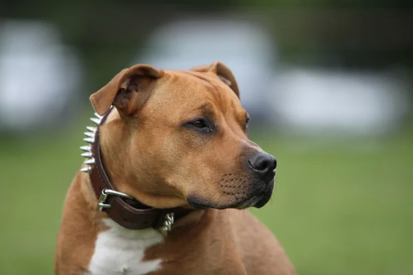 Amerykański pit bull terrier — Zdjęcie stockowe