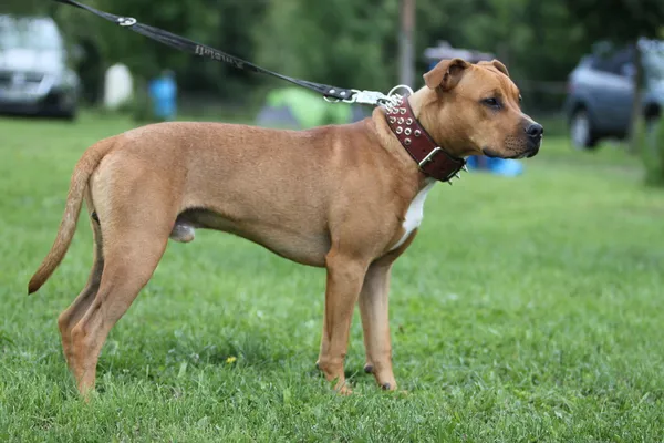 American Pit Bull terrieri — kuvapankkivalokuva