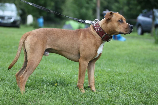 American Pit Bull terrieri — kuvapankkivalokuva