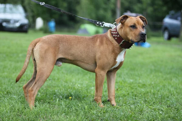 Pitbull terrier americano