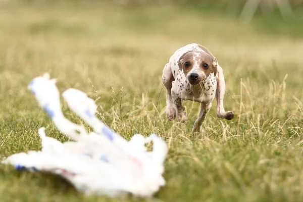 akan Amerikan tüysüz terrier