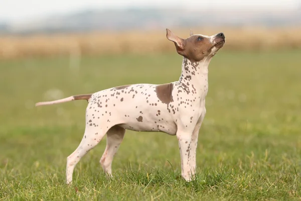 Amerikan tüysüz terrier yavrusu — Stok fotoğraf