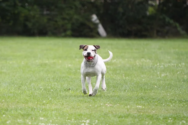 Amerikalı boğa köpek